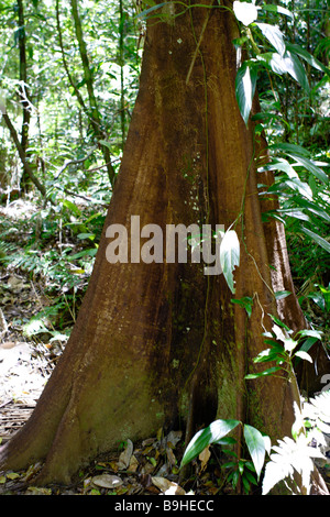 Strebepfeiler Wurzeln Kapok Baumes Atlantischen Regenwald Mata Atlântica Bahia Brasilien Südamerika Stockfoto