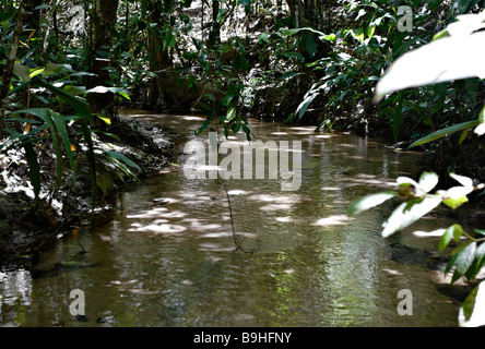 Stream in Ecoparque de Una Atlantischen Regenwald Mata Atlântica Bahia Brasilien Südamerika Stockfoto