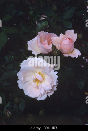 Pfirsichblüte David Austin Englische Rose in den Garten von David Austin Kindergarten, Albrighton, Wolverhampton, Großbritannien Stockfoto