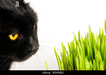 Schwarze Katze sitzt auf der Vorderseite des Katzengras Stockfoto