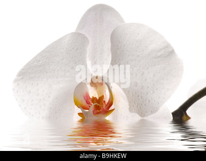 Weiße Orchidee mit dessen Spiegelbild im Wasser Stockfoto