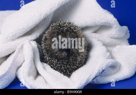 Westen Europäische Igel (Erinaceus Europaeus) nach dem Baden in einem weißen Handtuch gewickelt Stockfoto