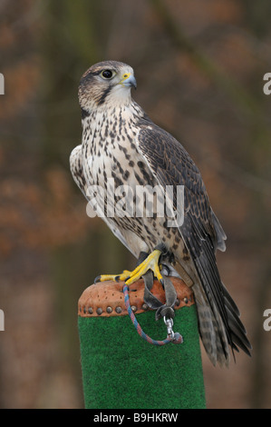 Saker Falcon (Falco Cherrug) auf einem Pfosten Stockfoto