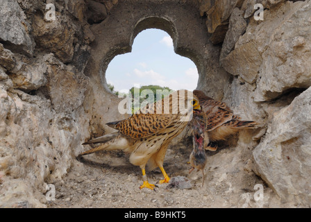 Turmfalken (Falco Tinnunculus), weibliche mit Maus in Verschachtelung Hohlraum Stockfoto