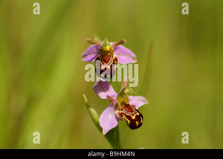 Biene Orchidee Ophrys Apifera der Orcidaceaea Familie Blüten imitiert Juni Juli Grafschaft Blume von Bedfordshire die Biene Stockfoto