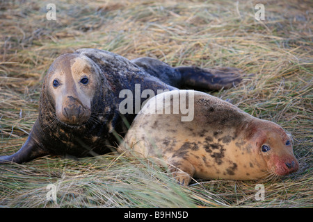 Atlantic Grey Bull Dichtung versucht, Mount weibliche Kuh Halichoerus Grypus Donna Nook Nature Reserve Lincolnshire England UK zu Paaren Stockfoto