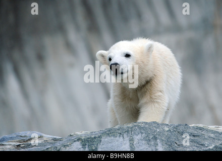 Junge Eisbären (Ursus Maritimus) WILBAER, Zoo Wilhelma in Stuttgart, Baden-Württemberg, Deutschland, Europa Stockfoto