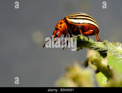 Kartoffelkäfer (Leptinotarsa Decemlineata) auf eine Kartoffelpflanze Stockfoto