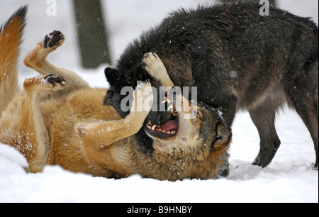 Mackenzie Tal Wölfe (Canis Lupus Occidentalis), ranking Kampf im Schnee Stockfoto