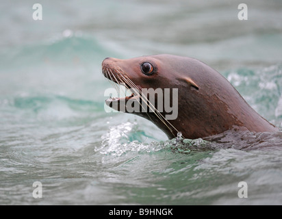 Kalifornische Seelöwe (Zalophus Californianus) mit der Aufforderung, offenem Mund, Porträt Stockfoto