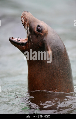 Kalifornische Seelöwe (Zalophus Californianus) mit der Aufforderung, offenem Mund, Porträt Stockfoto