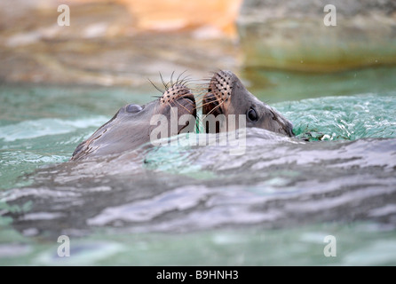 Kalifornien Seelöwen (Zalophus Californianus) spielen, Jungtiere, Ausschreibung Gruß Stockfoto