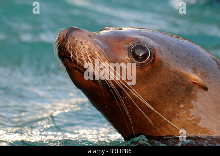 Kalifornische Seelöwe (Zalophus Californianus), portrait Stockfoto