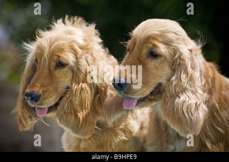 zwei Cocker Spaniel Hunde - Porträt Stockfoto