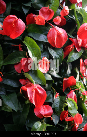 Flamingo-Blume aka Tail Blume oder Banner Pflanze, Anthurium Scherzerianum, Aronstabgewächse, Mittel- und Südamerika Stockfoto