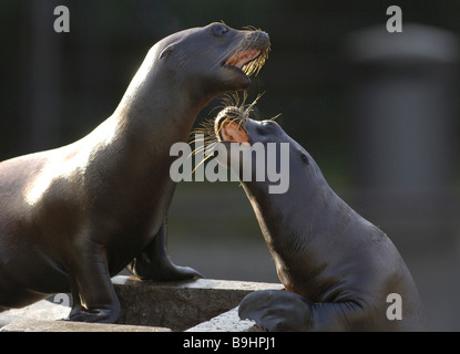 Kalifornien Seelöwen (Zalophus Californianus), junge Tiere spielen Stockfoto