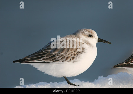 Sanderling - stehend im Schnee / Calidris Alba Stockfoto
