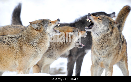 Mackenzie Tal Wölfe oder kanadischen Holz Wölfe (Canis Lupus Occidentalis) kämpfen, um mit bedrohlichen g ermitteln Stockfoto