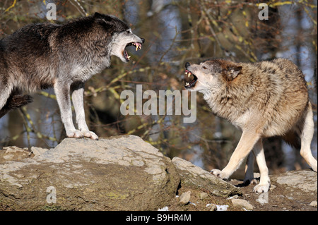 Mackenzie Tal Wölfe oder kanadischen Holz Wölfe (Canis Lupus Occidentalis) kämpfen, um mit bedrohlichen g ermitteln Stockfoto