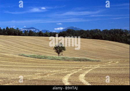Geerntete Weizen- oder Maisfelder, Sommerlandschaft und Feldmuster, Valensole Plateau, Verdon Regional Park, Provence, Frankreich Stockfoto