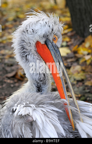 Krauskopfpelikan (Pelecanus Crispus), Erwachsene, Pflege der Federn Stockfoto