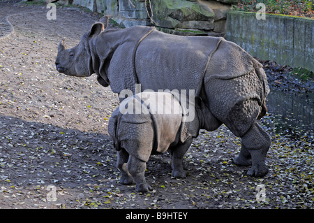 Junge indische Nashorn oder Great One gehörnten Nashorn (Rhinoceros Unicornis) gesäugt, von seiner Mutter, Berlin Zoo, Deutschland, Stockfoto