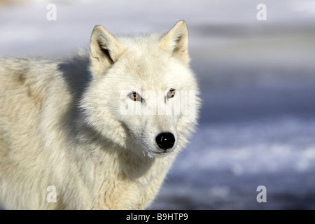 Arctic Wolf (Canis Lupus Arctos), portrait Stockfoto