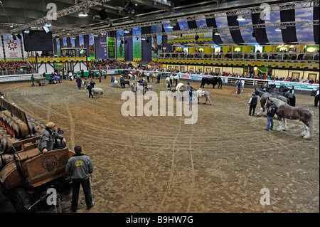 Tiere, die auf einer Viehmesse präsentiert wird genannt "Gruene Woche" in Berlin, Deutschland, Europa Stockfoto