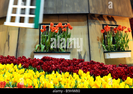 Tulpen vor einer holländischen Mühle auf einer Viehmesse genannt "Gruene Woche" in Berlin, Deutschland, Europa Stockfoto