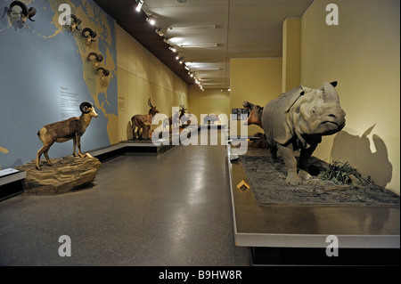 Show-Room, Museum Fuer Naturkunde, Natural History Museum, Berlin, Deutschland, Europa Stockfoto