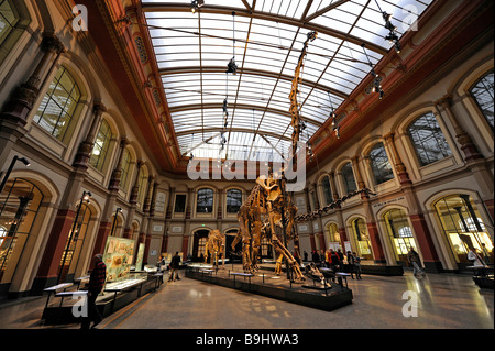 Blick auf die Saurierhalle, Sauriersaal, mit Skelett eines Brachiosaurus Brancai, der größten Dinosaurier-Skelett auf dem Display in Stockfoto