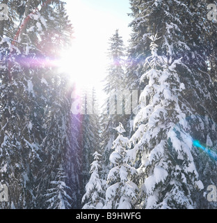 Sonne durch verschneite Bäume platzen Stockfoto