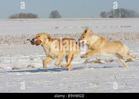 zwei Golden Retriever Hunde im Schnee Stockfoto