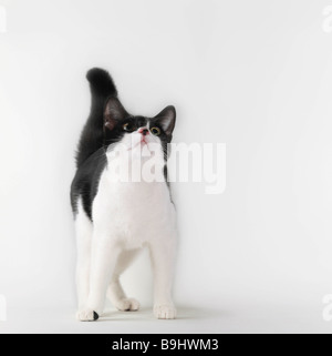 Schwarz / weiß Katze nachschlagen Stockfoto