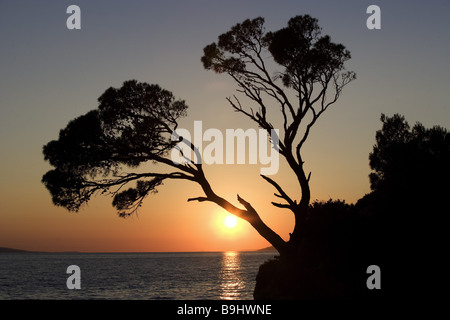 Kroatien Dalpatia Makarska Riviera Brela Küste Bäume silhouette Sonnenuntergang Europa Ziel Meer Mittelmeer Adria Natur Stockfoto