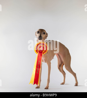 Hund trägt erste Preis Band Stockfoto