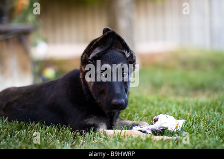 Vier Monate alte weiblichen deutschen Shephard Pup blickt auf in einem Hinterhof in Newmarket, Ontario Stockfoto