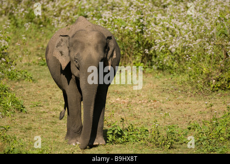 Indischer Elefant Stockfoto