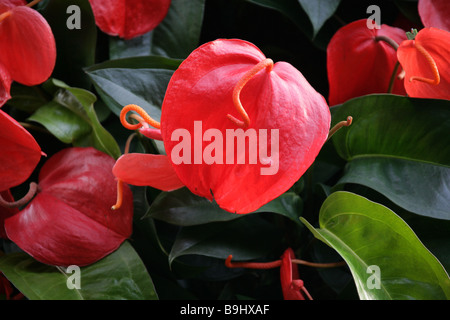 Flamingo-Blume aka Tail Blume oder Banner Pflanze, Anthurium Scherzerianum, Aronstabgewächse, Mittel- und Südamerika Stockfoto