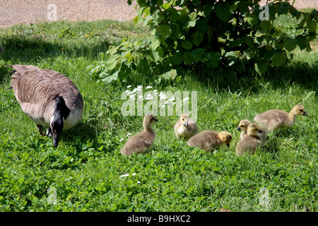 Kanadagans (Branta Canadensis) und Gänsel an den Ufern der Themse Stockfoto