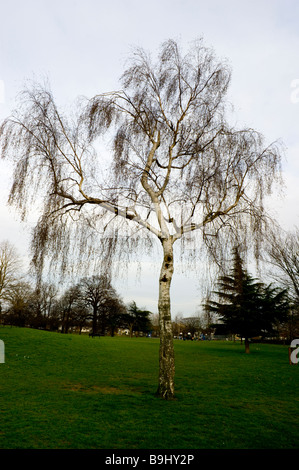 Einsamer Silber Birke in Bruce Castle Park Nord-London. Stockfoto