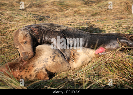 Atlantic Grey Bull Dichtung versucht, Mount weibliche Kuh Halichoerus Grypus Donna Nook Nature Reserve Lincolnshire England UK zu Paaren Stockfoto