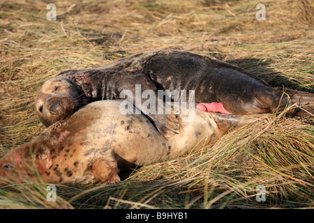 Atlantic Grey Bull Dichtung versucht, Mount weibliche Kuh Halichoerus Grypus Donna Nook Nature Reserve Lincolnshire England UK zu Paaren Stockfoto