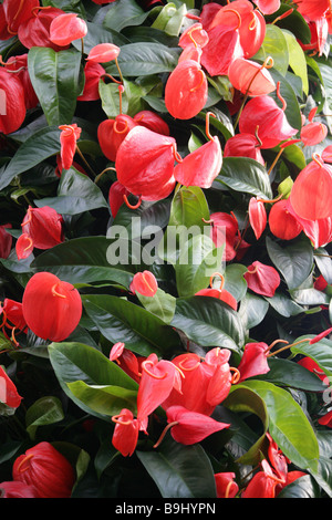 Flamingo-Blume aka Tail Blume oder Banner Pflanze, Anthurium Scherzerianum, Aronstabgewächse, Mittel- und Südamerika Stockfoto