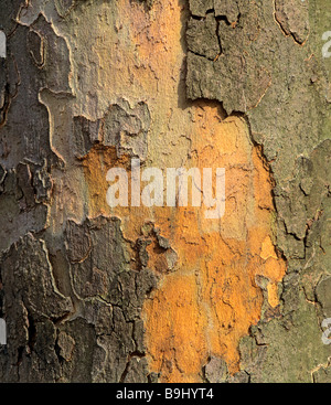 Rinde eines Flugzeugs (Platanus) Stockfoto