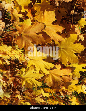 Ahorn (Acer), Ahorn Blätter im Herbst Stockfoto