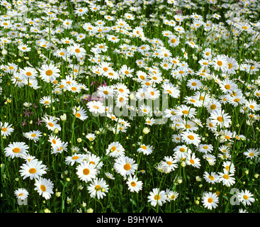 Margeriten (Leucanthemum), Blumenwiese im Sommer Stockfoto