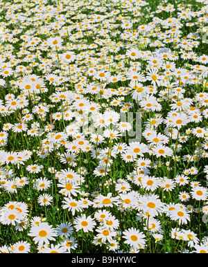 Margeriten (Leucanthemum), Blumenwiese im Sommer Stockfoto