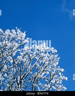 Schnee-bedeckten großen Ahornbaum, Neuschnee Stockfoto