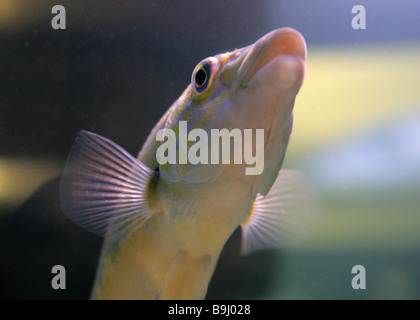 Porträt eines Kuckucks Lippfisch, Labrus Mixtus Syn. L. Bimaculatus, Labridae Stockfoto